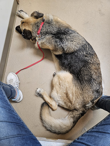 Badger Veterinary Hospital-Janesville - Thumbnail