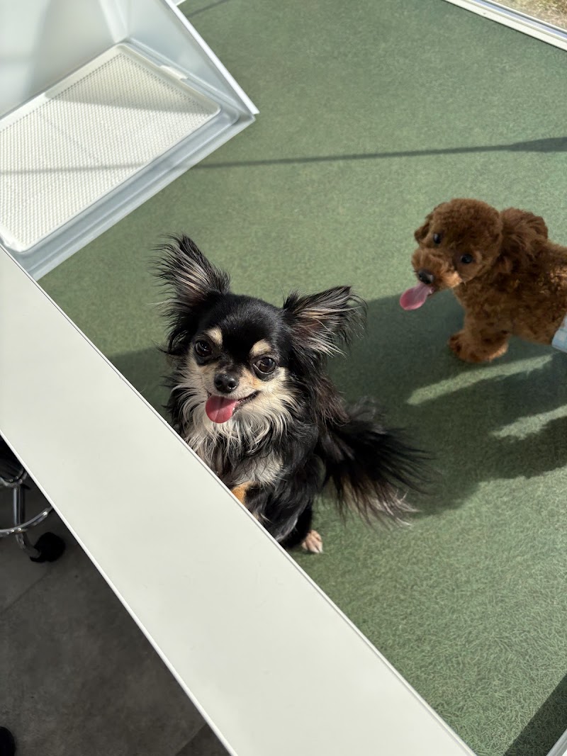 brother dogs 2nd base