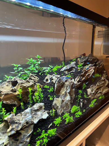 ABC Plants - Thumbnail