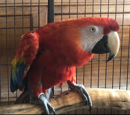 Braun's Birds