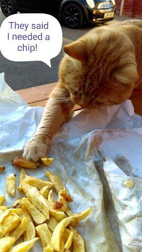 microchippingforcats - Visual