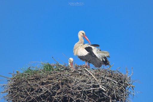 Storchennest Gorleben - Thumbnail
