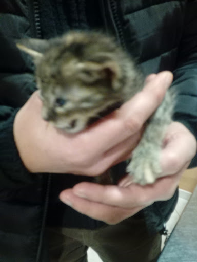 Ambulatorio Veterinario Ceppa Luciano - Thumbnail