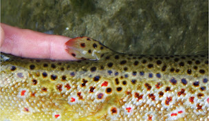 Photo n°13 de Nymphévolution à Chantraine (Magasin de pêche)