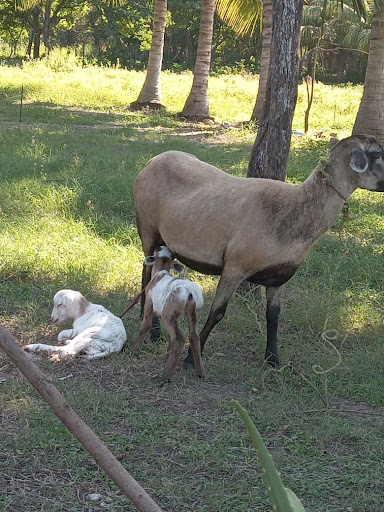 Rancho Chico El Pom Gallery - Mexico