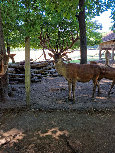 Zoo and garden Fasanerie - Thumbnail