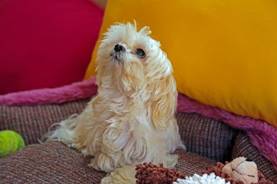 Photos of Pozito Pet Hotel