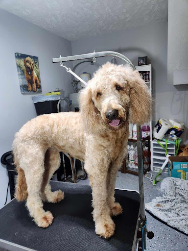 PetSuites Murfreesboro - Thumbnail