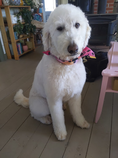 Gina's Paw Spa