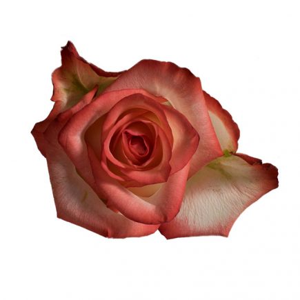 Meraki Flowers Forwarding LLC - Thumbnail