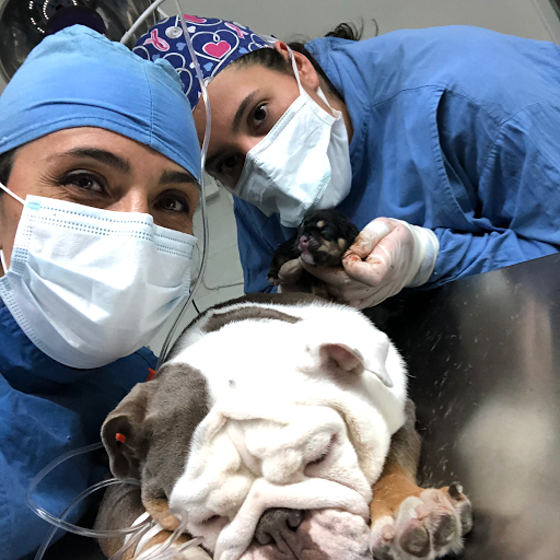 Centro Veterinario Especializado Bulldog