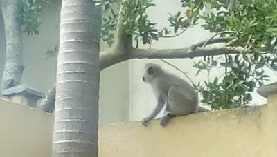 Photos of Figtree Lane B & B