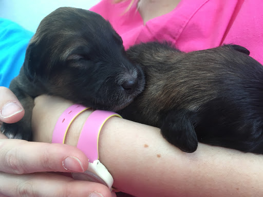 Centro Veterinario Cornaredo - Thumbnail