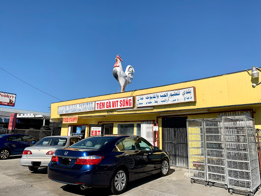Baladi Poultry