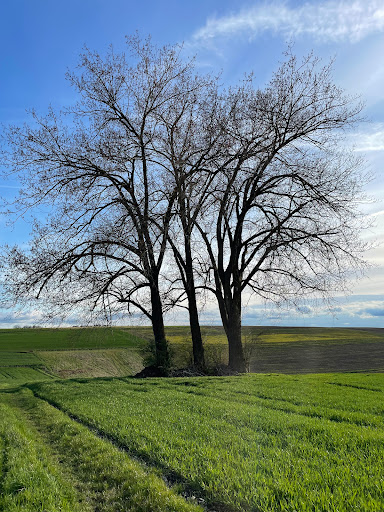 Sonnbaum - Visual