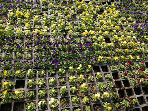 Blombacka - Visual