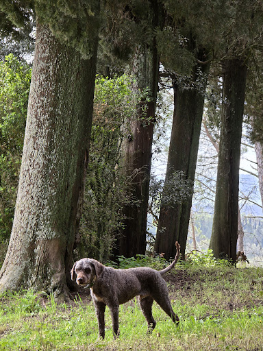 Truffle Hunter - Visual