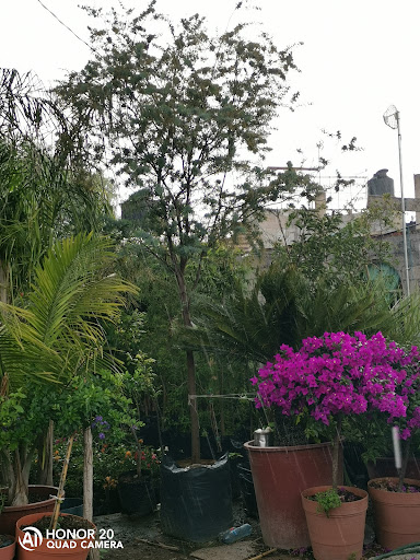 Vivero medina - Thumbnail