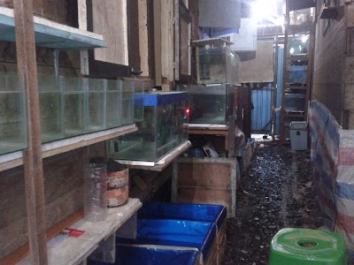 Photos of AF-J Farm Guppy