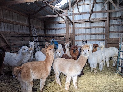 5R Alpacas