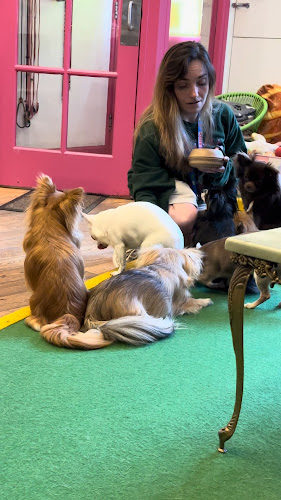 Edinburgh Chihuahua Cafe - Edinburgh