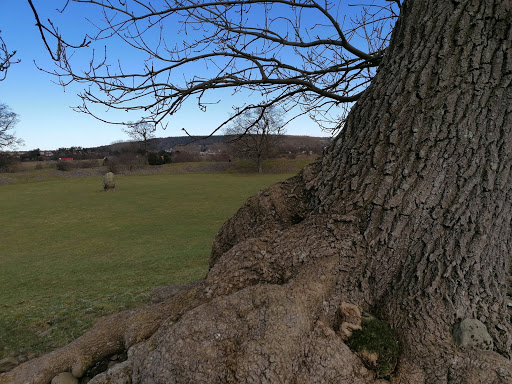 Mayburgh Henge - Thumbnail