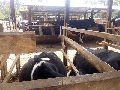 Photos of Jua Kali