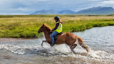 Photos of Galsi horse rental