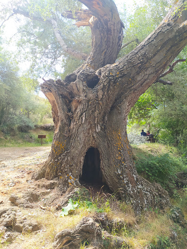 El Chopo Monumental de Negrón (Vallanca)