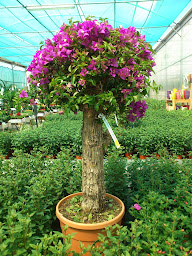 Photo n°19 de Schipper Horticulture à La Fouillade (Jardinerie)