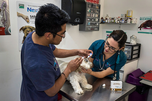 Veterinaria Pets Life & Care Suc. Cumbres Hospital Veterinario