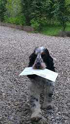 Photo n°1 de Christophe Musil Comportementaliste à Kingersheim (Dresseur pour chiens)