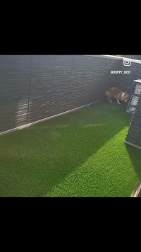 クールターフ千葉正規代理店 しばとら本舗 COOOL TURF