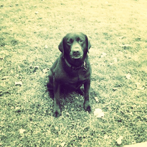 Cameron Medical Center for Animals