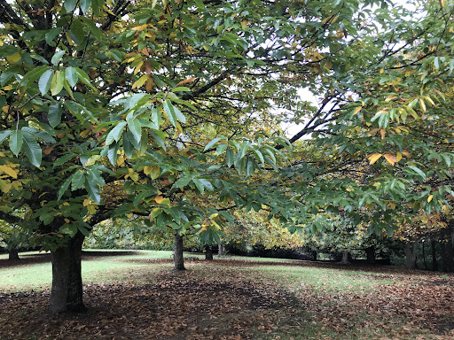 Chestnut Picking - Visual