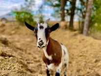 Le Bold’air à Boncourt