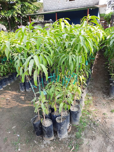 Vivero "El Guayabo" - Thumbnail