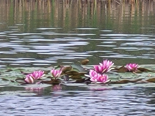 Göhlensee - Visual