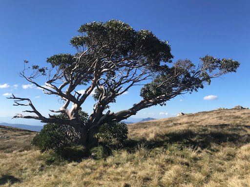 Mount Stirling - Visual