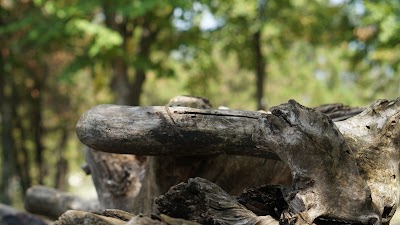 Photos of Parcul din Abaclia