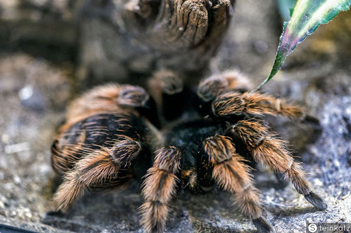Terrarium & Insektarium - Thumbnail