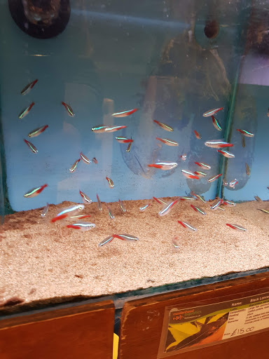 Maidenhead Aquatics Basingstoke - Thumbnail