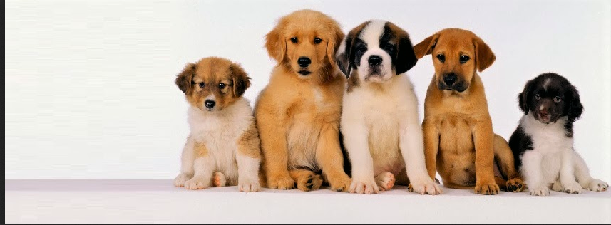 Mama V's Puppy Sanctuary