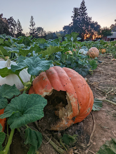 Bishop's Pumpkin Farm Logo