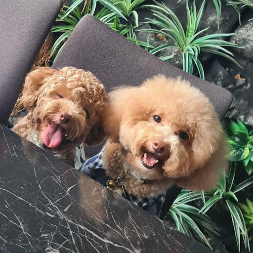 Spot On Puppies