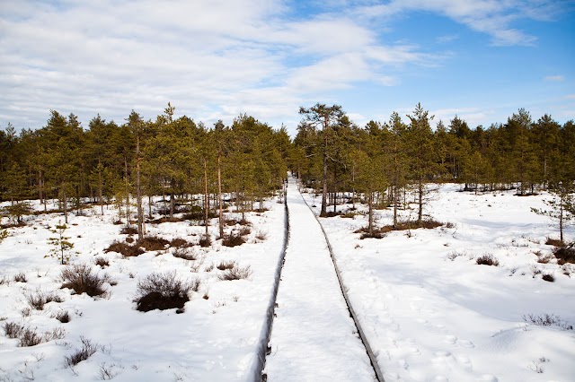 Viru bog