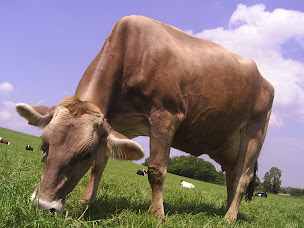Photo n°5 de La Ferme Désiris à Bâgé-Dommartin (Éleveur)
