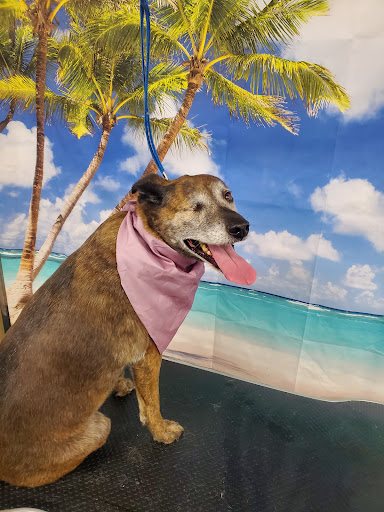 Pawsibilities Center for Canines Gallery - United States
