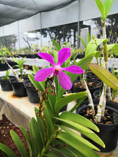 Orqibel -Orquideas Gallery - Mexico