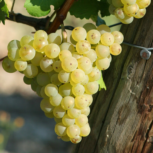 Gebr. Geiger jun., Weingut Gallery - Germany